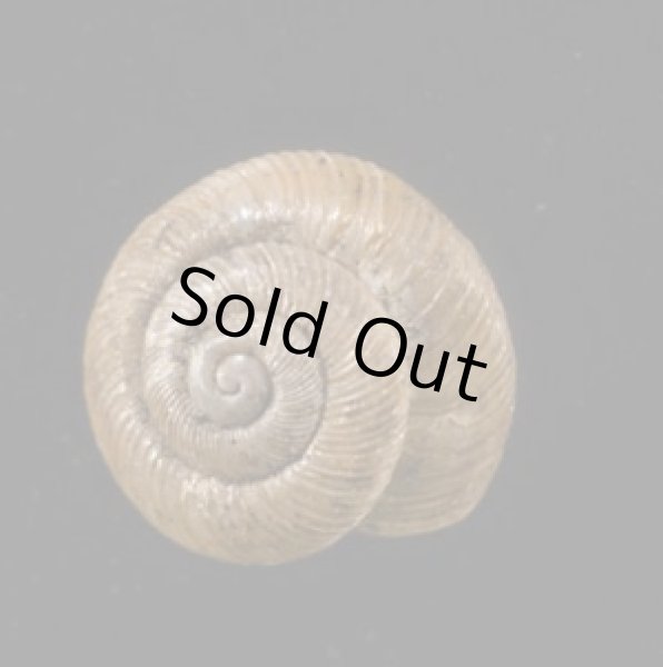 画像1: パツラマイマイ (1)