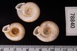 アンダマンイトカケマイマイ Plectopylis achatinafig.2