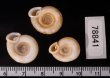 アンダマンイトカケマイマイ Plectopylis achatinafig.2