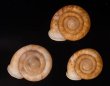 アンダマンイトカケマイマイ Plectopylis achatinafig.1