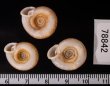 アンダマンイトカケマイマイ Plectopylis achatinafig.2