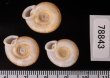 アンダマンイトカケマイマイ Plectopylis achatinafig.2
