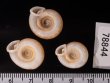 アンダマンイトカケマイマイ Plectopylis achatinafig.2