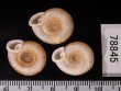 アンダマンイトカケマイマイ Plectopylis achatinafig.2