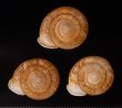 アンダマンイトカケマイマイ Plectopylis achatinafig.1