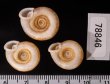 アンダマンイトカケマイマイ Plectopylis achatinafig.2