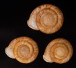 アンダマンイトカケマイマイ Plectopylis achatinafig.1