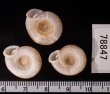 アンダマンイトカケマイマイ Plectopylis achatinafig.2