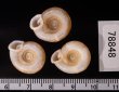 アンダマンイトカケマイマイ Plectopylis achatinafig.2