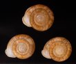 アンダマンイトカケマイマイ Plectopylis achatinafig.1