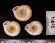 アンダマンイトカケマイマイ Plectopylis achatinafig.2