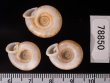 アンダマンイトカケマイマイ Plectopylis achatinafig.2