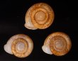 アンダマンイトカケマイマイ Plectopylis achatinafig.1