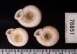 アンダマンイトカケマイマイ Plectopylis achatinafig.2