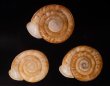 アンダマンイトカケマイマイ Plectopylis achatinafig.1