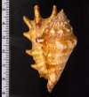 アダムクモガイ Lambis lambis adamiifig.2