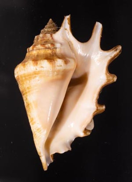 アダムクモガイ Lambis lambis adamiifig.1