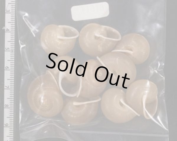 画像2: バリヤサビロウドマイマイ (2)