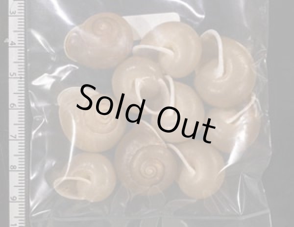 画像2: バリヤサビロウドマイマイ (2)