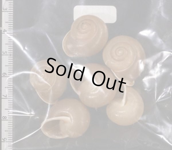 画像2: バリヤサビロウドマイマイ (2)