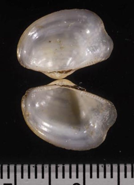 画像2: スミゾメソデガイ (2)