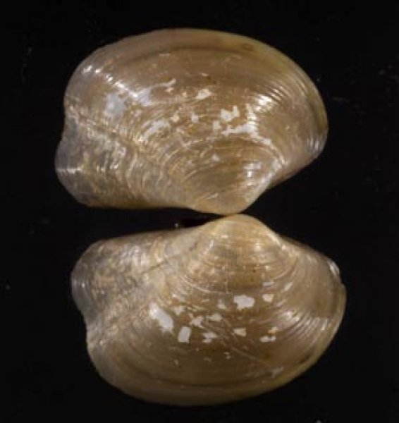 画像1: スミゾメソデガイ (1)