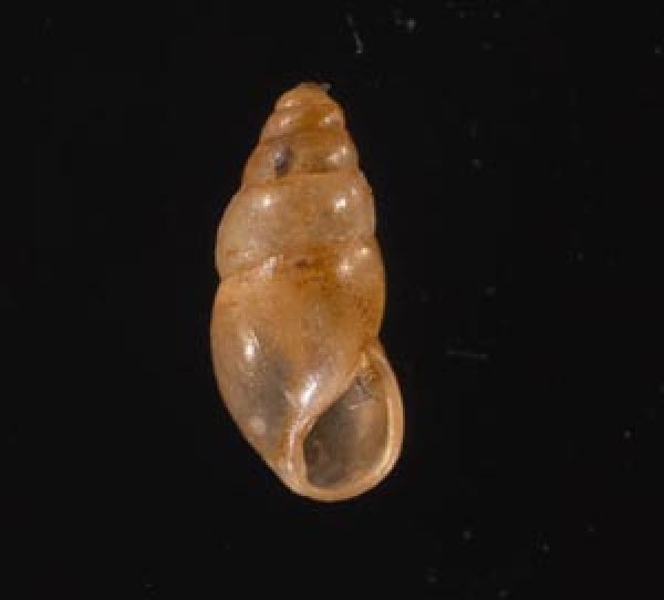 ヤマボタル Cochlicopa lubricafig.1