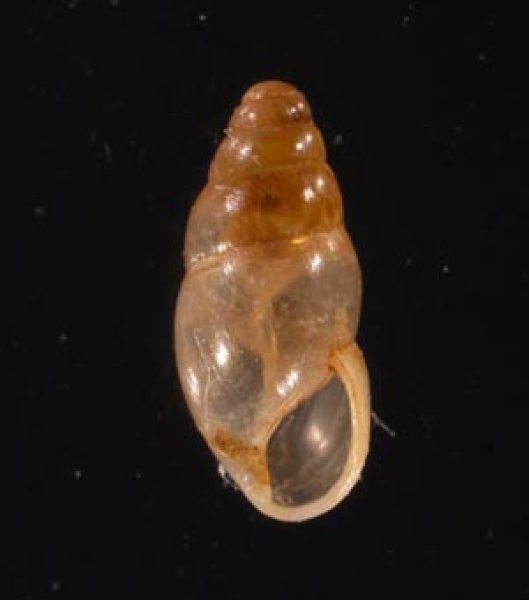 ヤマボタル Cochlicopa lubricafig.1