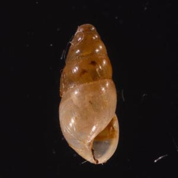 ヤマボタル Cochlicopa lubricafig.1