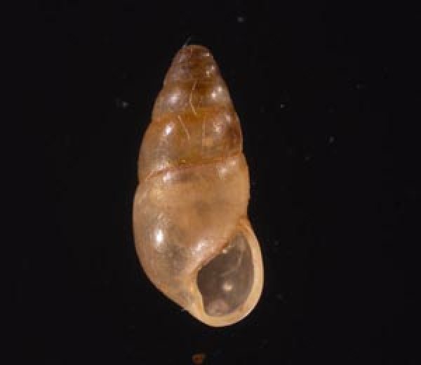 ヤマボタル Cochlicopa lubricafig.1