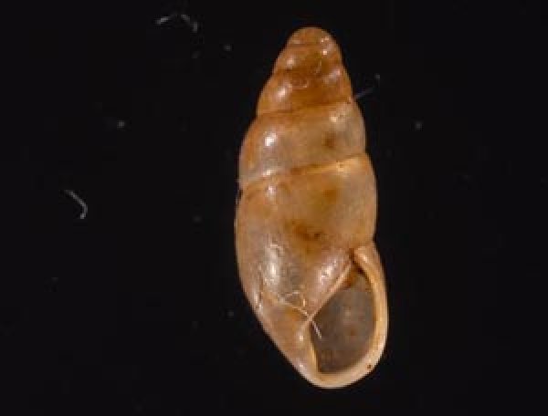 ヤマボタル Cochlicopa lubricafig.1