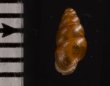 コモンサナギガイモドキ (仮称) Pupoides coenopictusfig.2