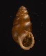 コモンサナギガイモドキ (仮称) Pupoides coenopictusfig.1