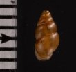 コモンサナギガイモドキ (仮称) Pupoides coenopictusfig.2