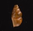 コモンサナギガイモドキ (仮称) Pupoides coenopictusfig.3