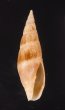 コマリフデ Mitra picta aerumnosafig.1