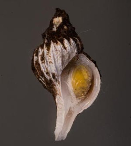 アオモリヤエバツノオリイレ Boreotrophon pacificus aomoriensisfig.1