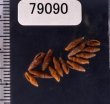 ノミフデ Thala ogasawaranafig.1