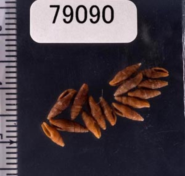 ノミフデ Thala ogasawaranafig.1