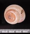 バリメダママイマイ Asperitas sparsa baliensisfig.2