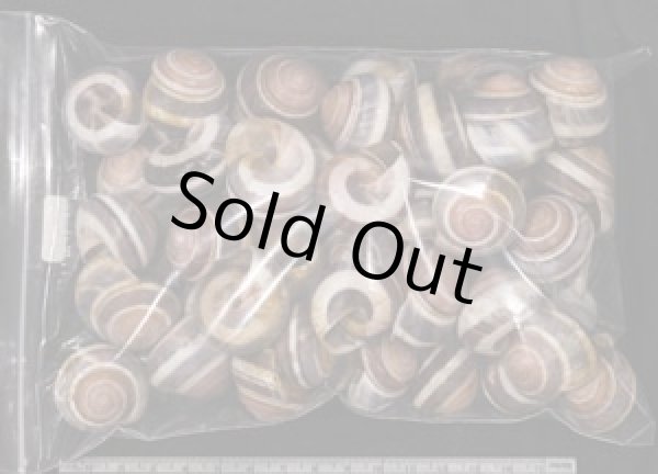 画像2: バリメダママイマイ (2)