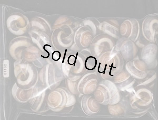 画像1: バリメダママイマイ (1)