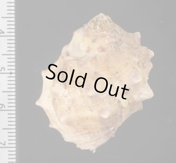 画像2: キナレイシ (2)