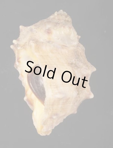 画像3: キナレイシ (3)