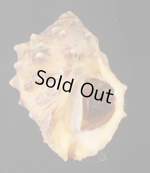 画像1: キナレイシ (1)