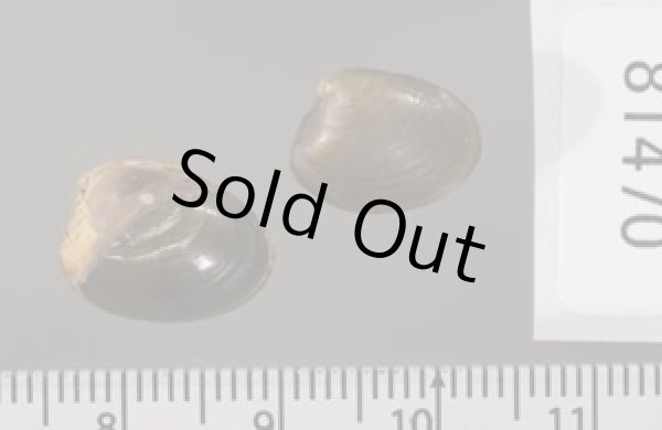 画像2: クルミガイ 胡桃貝 (2)