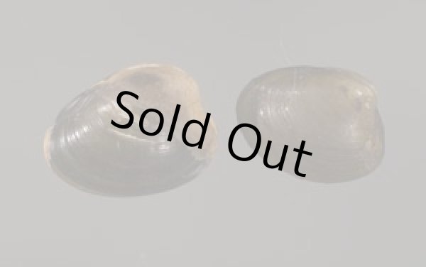 画像1: クルミガイ 胡桃貝 (1)