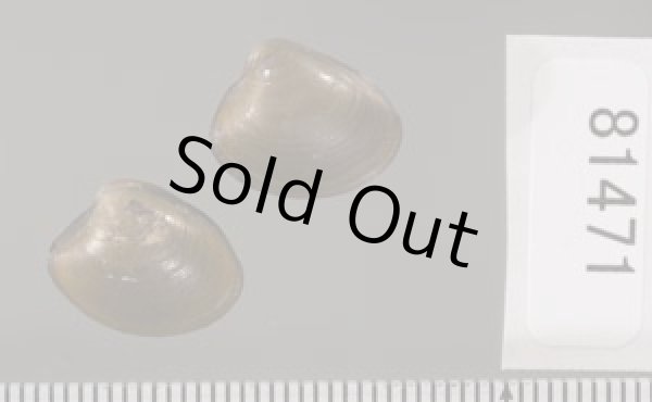 画像2: クルミガイ 胡桃貝 (2)