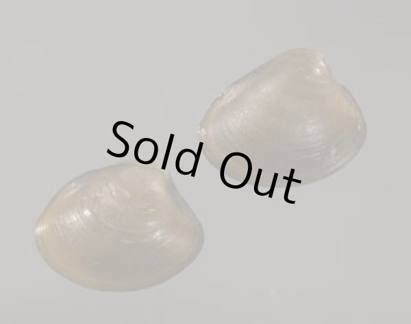 画像1: クルミガイ 胡桃貝 (1)