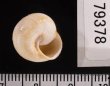 フクレサバクマイマイ (仮称) Sphincterochila candidissimafig.3